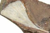 Fossil Ginkgo Leaf From North Dakota - Paleocene #234583-1